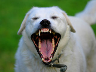 Dangerous Dog Law