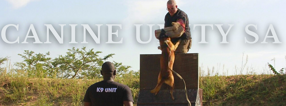 Yellow Collie Facts or Trivia Dogs Facebook Cover.png