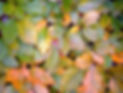 P1070192_Buche_aquarell_edited.jpg