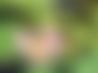 Kali’s Kāvya – Past Life Lotus Memories