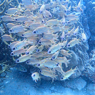 Thailand: Koh Tao v