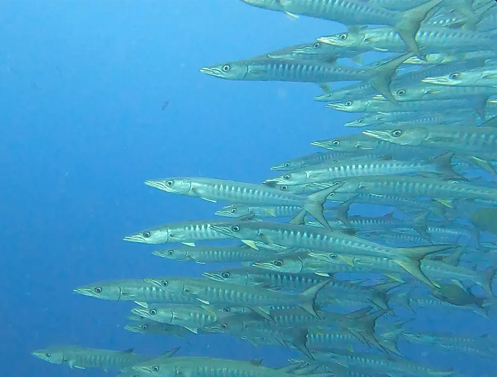 Sipadan diving 