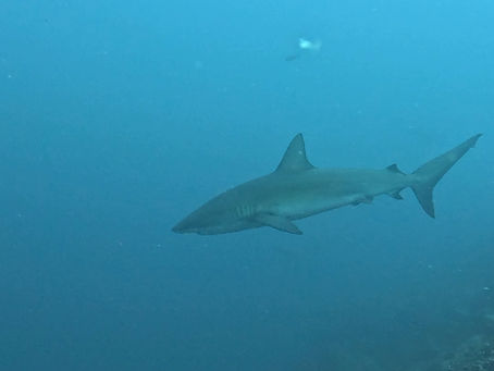 7-day liveaboard Galapagos