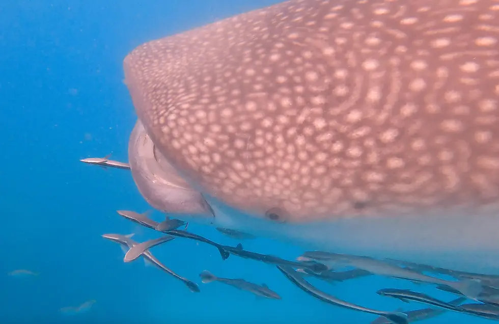 Whale shark Koh Chang