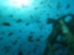 Fish at HTMS Chang wreck Koh Chang