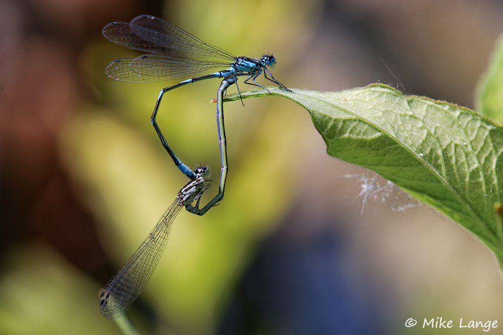 Fledermaus Azurjungfer Paarung