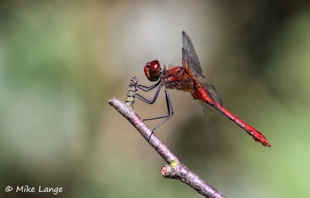 Blutrote Heidelibelle Männchen