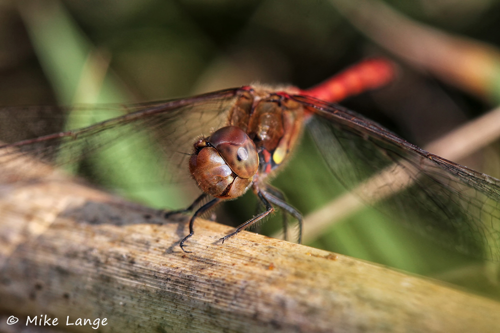 Große Heidelibelle Männchen