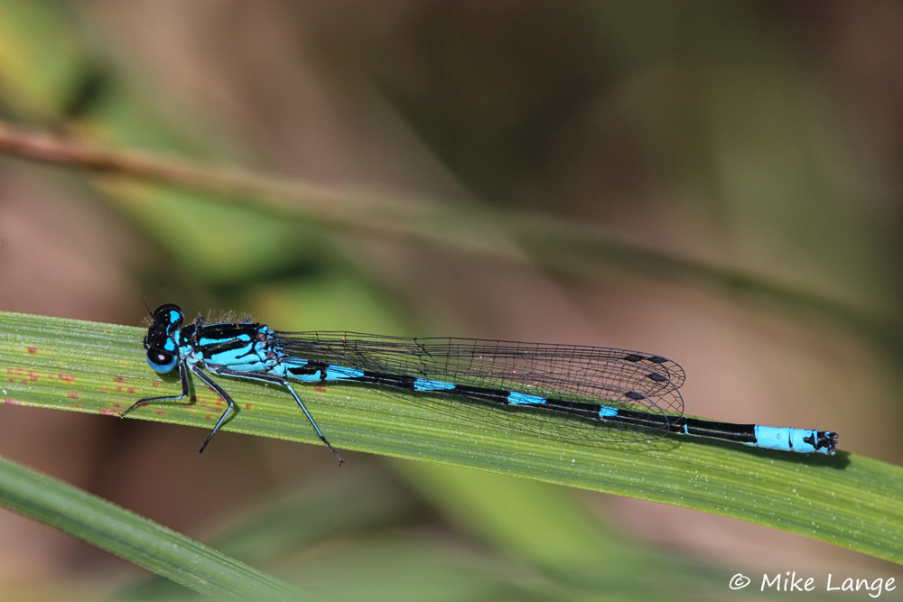 Fledermaus Azurjungfer Männchen
