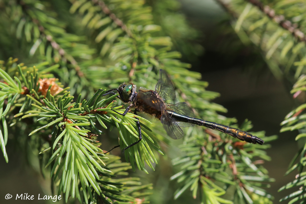Falkenlibelle Männchen