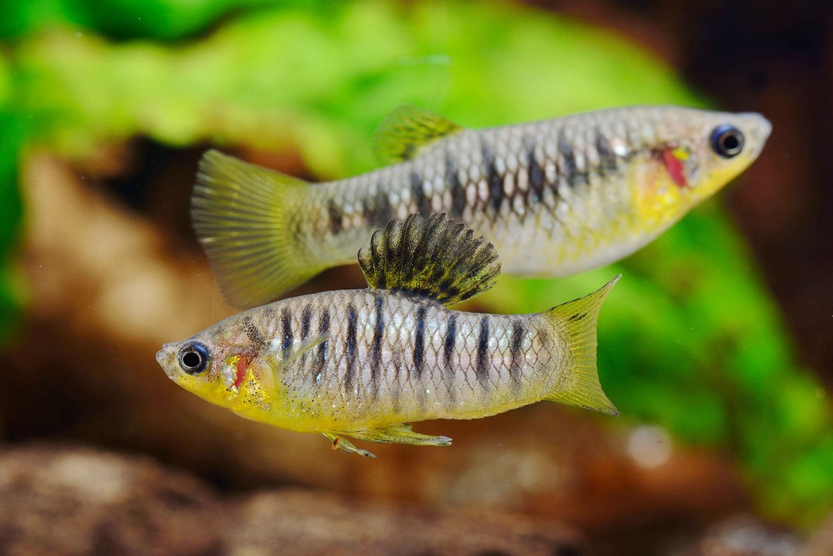 Limia Nigrofasciata 3-4cm