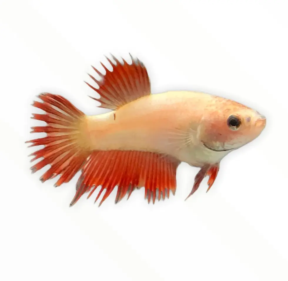Thumbnail: Betta Splendens Halfmoon Crowntail Selecao Par