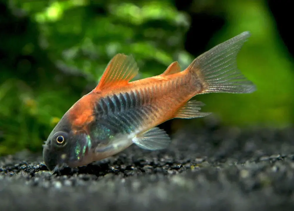 corydoras orange venezuela 4-5cm
