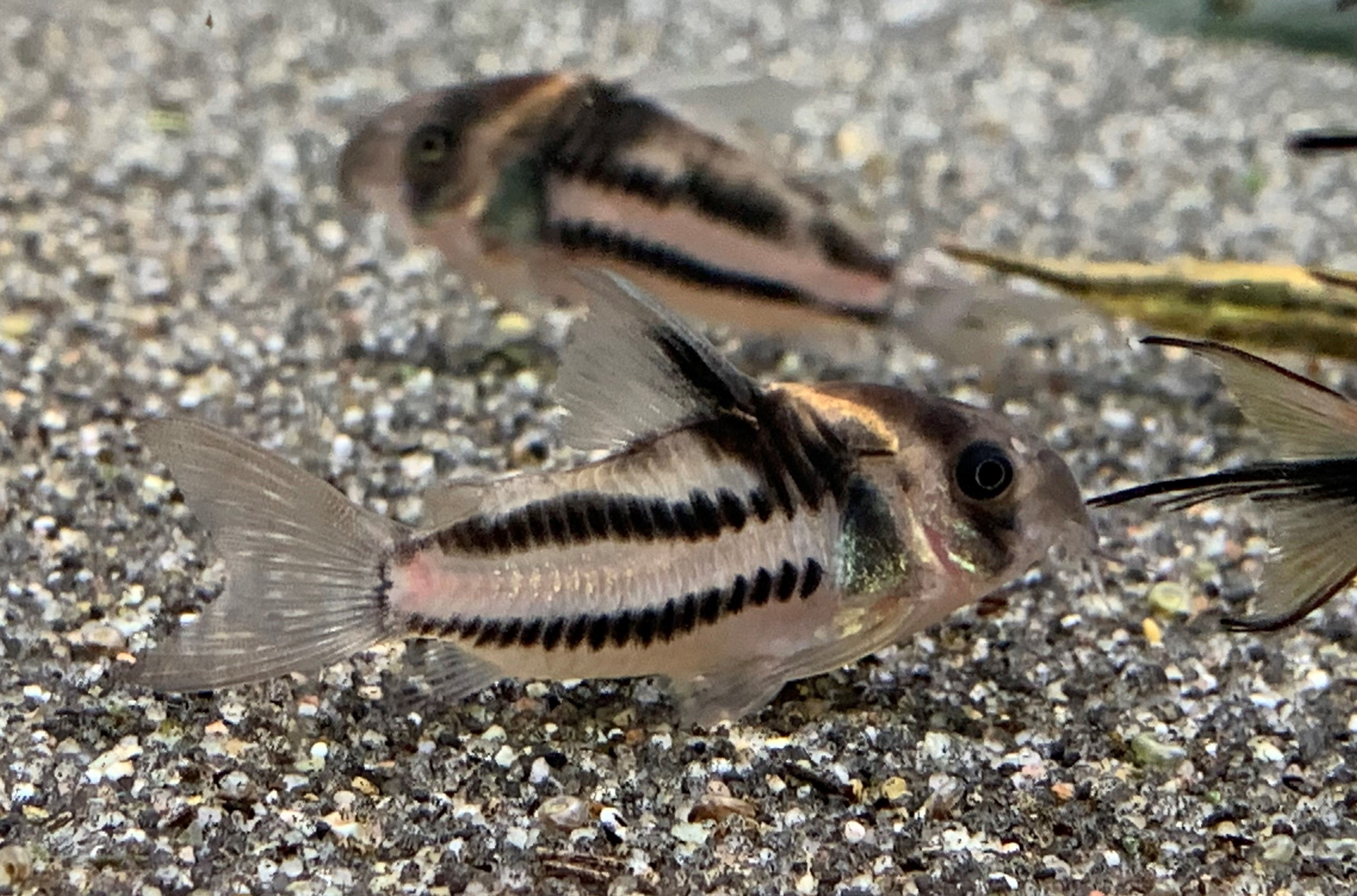 Corydoras CW127 "Super Parallelus" 3-4cm
