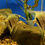 Miniatura: Pterophyllum Scalare Rio Itaya Blue 4-5cm