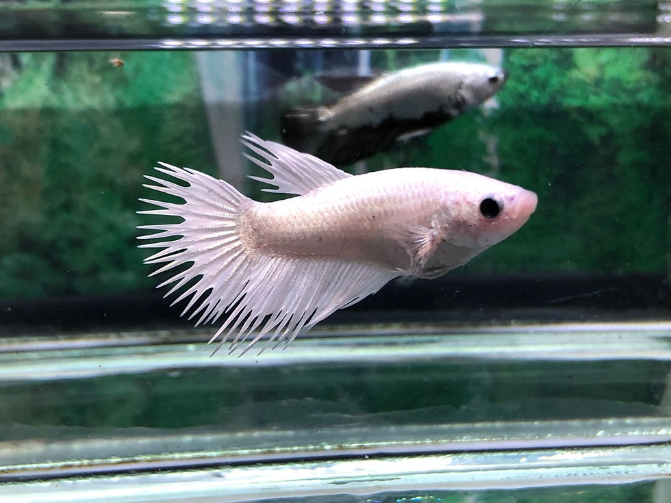 Thumbnail: Betta Splendens Halfmoon Crowntail Selecao Par