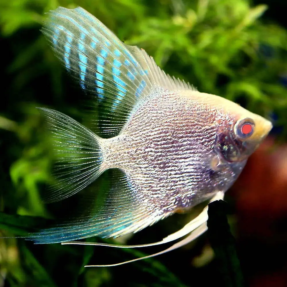 Pterophyllum Scalare Albino Diamond 2-3cm