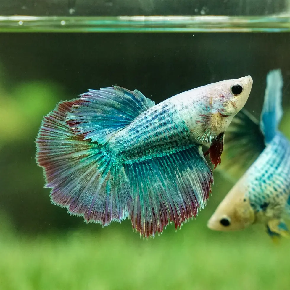 Miniatura: Betta Splendens Halfmoon Seleçao Par