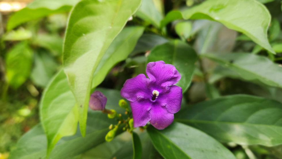 A Master Plant Dieta and Ayahuasca Retreat