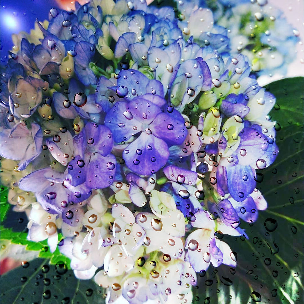Thumbnail: SKY hydrangea 