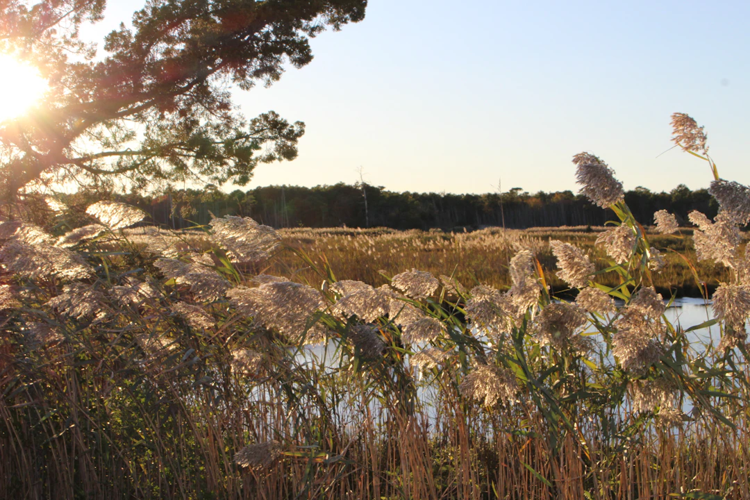 Discover Real Estate Gems in Toms River: A Guide to Coastal Living