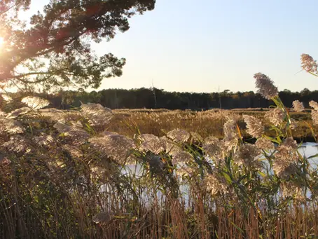 Discover Real Estate Gems in Toms River: A Guide to Coastal Living