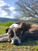 Dog Days of Summer are Here!