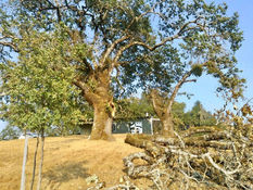 The Oaks Lost Another Big Branch