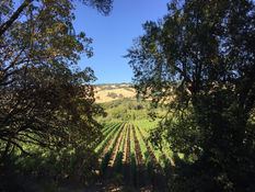 Summer at SheepDung!