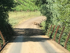 First Fawns!