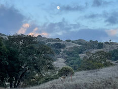 Stormy Skie at SheepDung