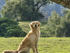 Happy Dogs Are SheepDung Dogs!