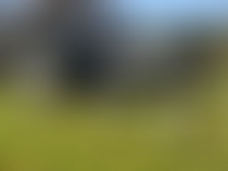 Happy Dogs Love SheepDung!