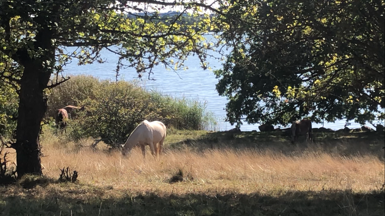 Horses free in nature at the sea