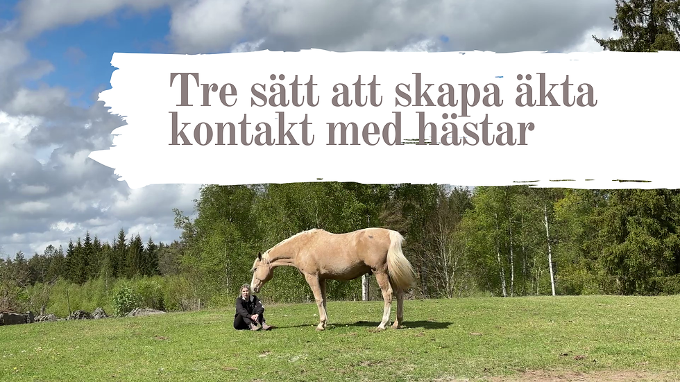 En häst söker kontakt med en människa som sitter på ett grönt fält