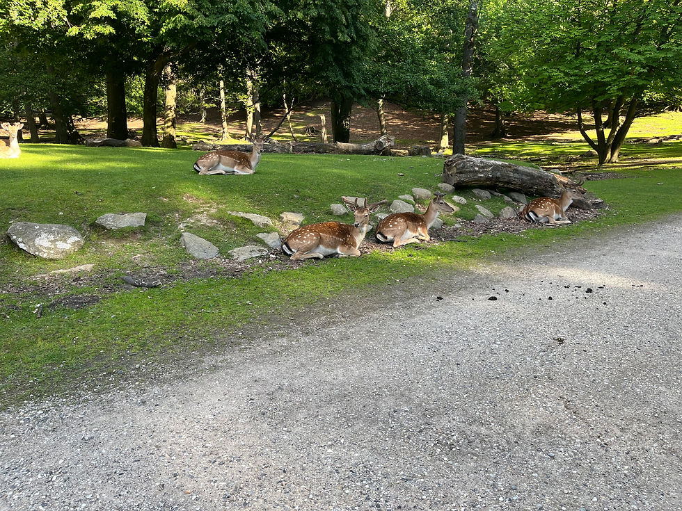 Deer in Aarhus, Denmark.