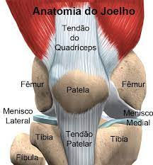 Anatomia de Joelho para representar o local do tendão do quadríceps, logo acima da patela.