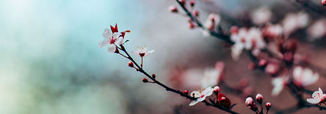 11062b_d7398d3ff6154954a6e6d86ceb205a0d~mv2_edited.jpg