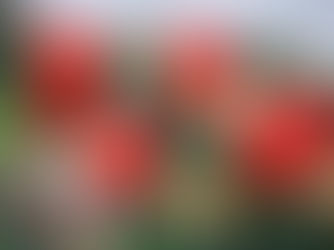 A Celebration of Expectation