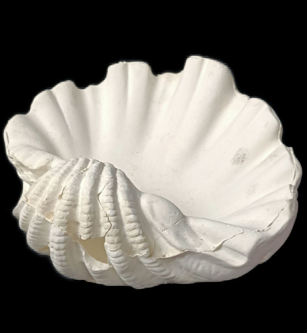 Miniature : Coquille réflecteur