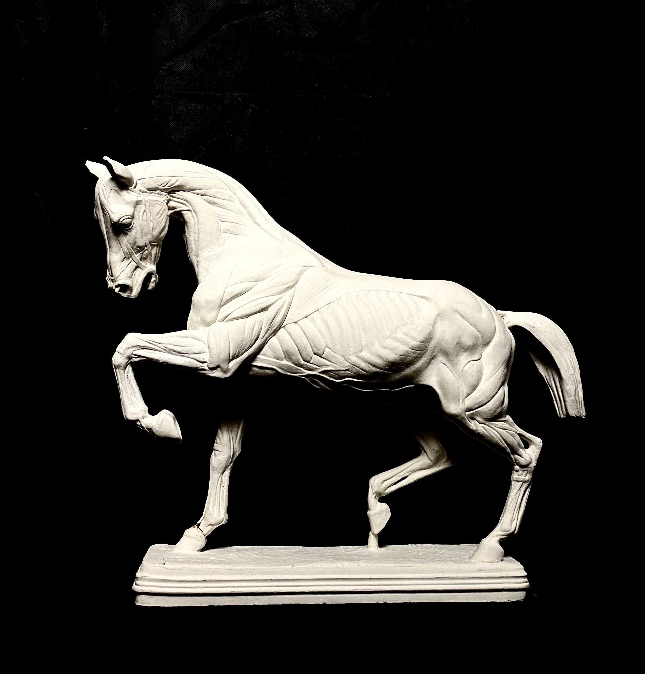 Cheval écorché | Isidore Bonheur