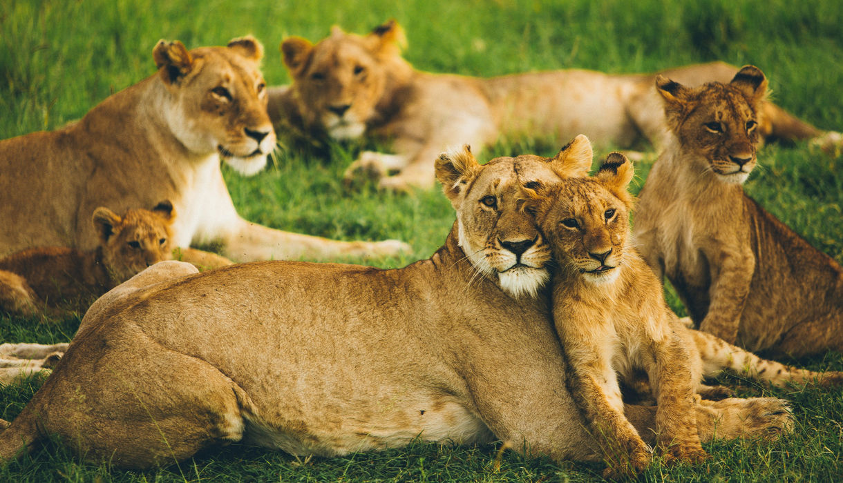 Lions South Africa - Disc Golf Travels