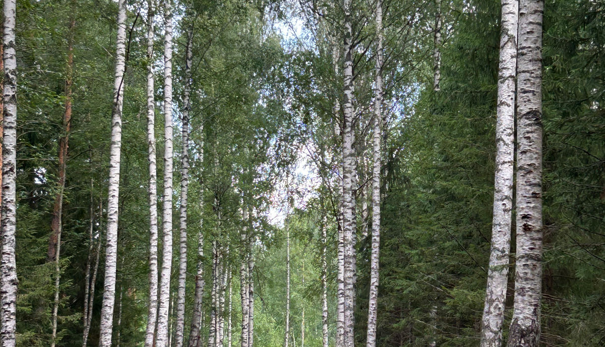 Tampere Disc Golf Finland - Disc Golf Travels