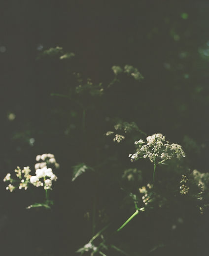 Cow Parsley 4.jpg