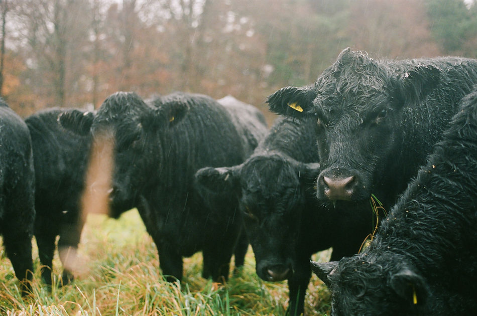 Durie Farms (Angus D. Birditt, Our Isles