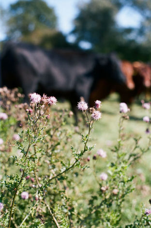 Limden Brook Organic, The South East (Angus D. Birditt) 11.jpg