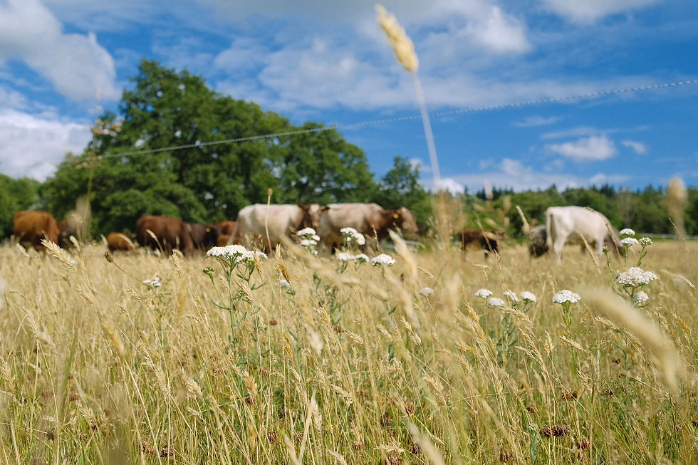 The herd at Slow Grown Farm