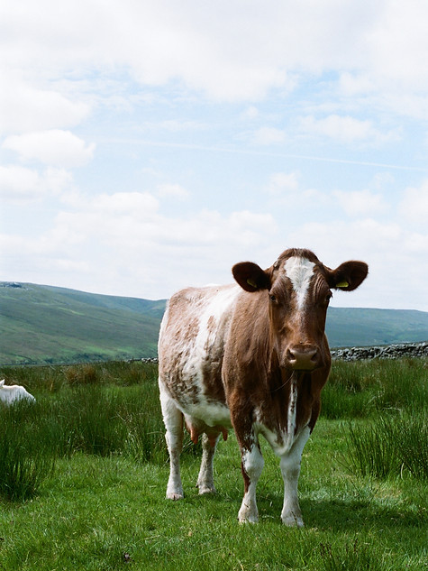 Stonebeck Cheese 14.jpg