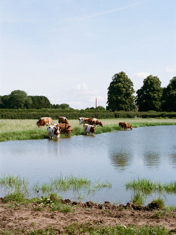 Championing ‘Cow-with-Calf’