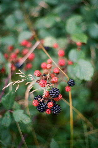 Romshed Farm, The South East (Angus D. Birditt) 29.jpg